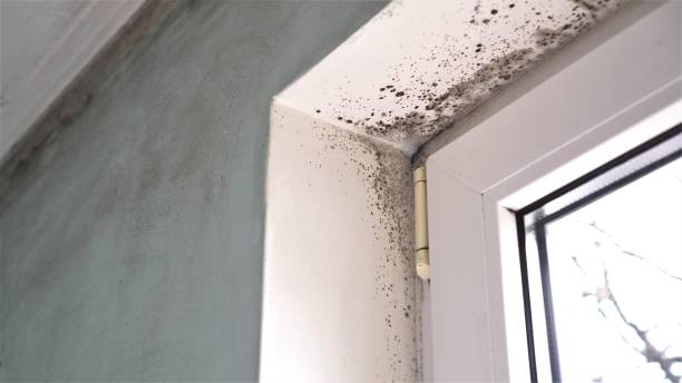 Best Mold Removal Near Me  in New Boston, OH