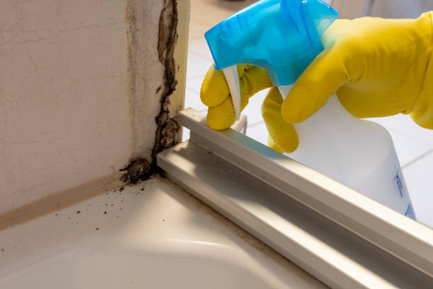 Best Residential Mold Removal  in New Boston, OH