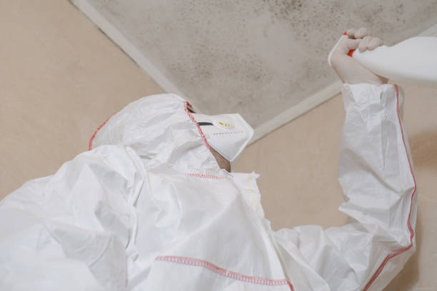 Mold Removal and Inspection in New Boston, OH