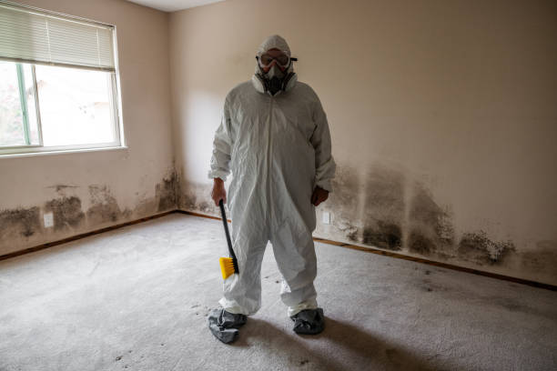 Best Fast Mold Removal  in New Boston, OH