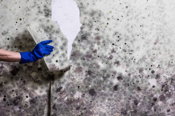 Trusted New Boston, OH Mold Removal Experts